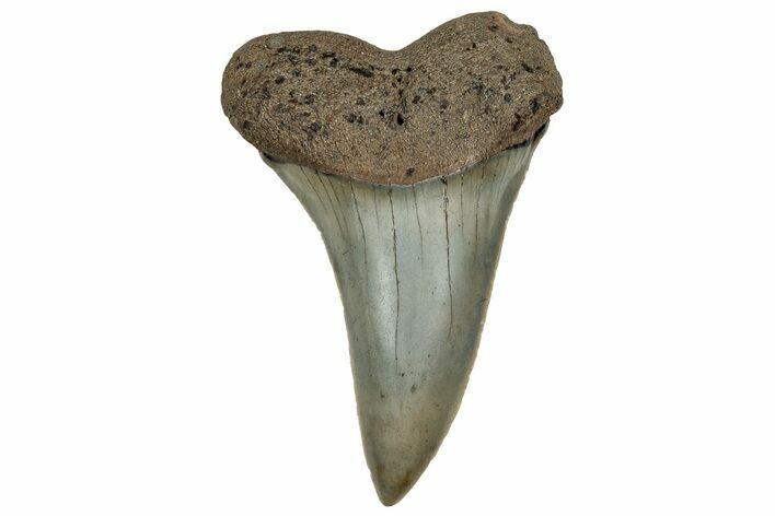 Fossil Broad-Toothed Mako Tooth - South Carolina #328952